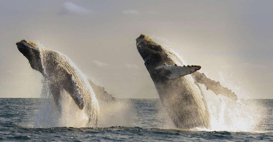 San Jose del Cabo Whale Watching - Listening beneath the surface with a hydrophone