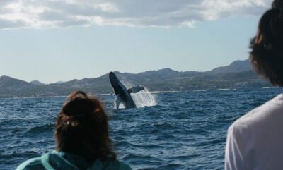 San Jose del Cabo Whale Watching