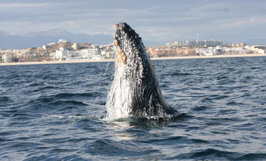 San Jose del Cabo Whale Watching - Humpback and gray whales in the Sea of Cortez