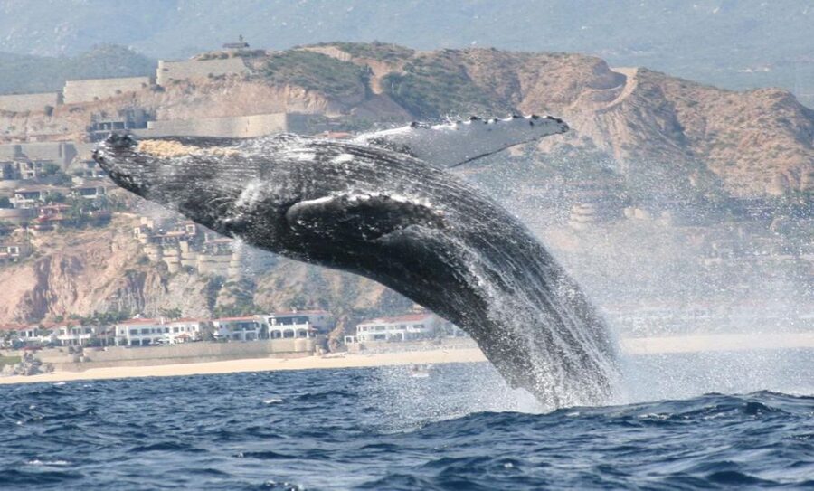 San Jose del Cabo Whale Watching - Free photos are a useful part of the deal