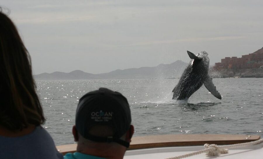 San Jose del Cabo Whale Watching - Is $95 per person fair?