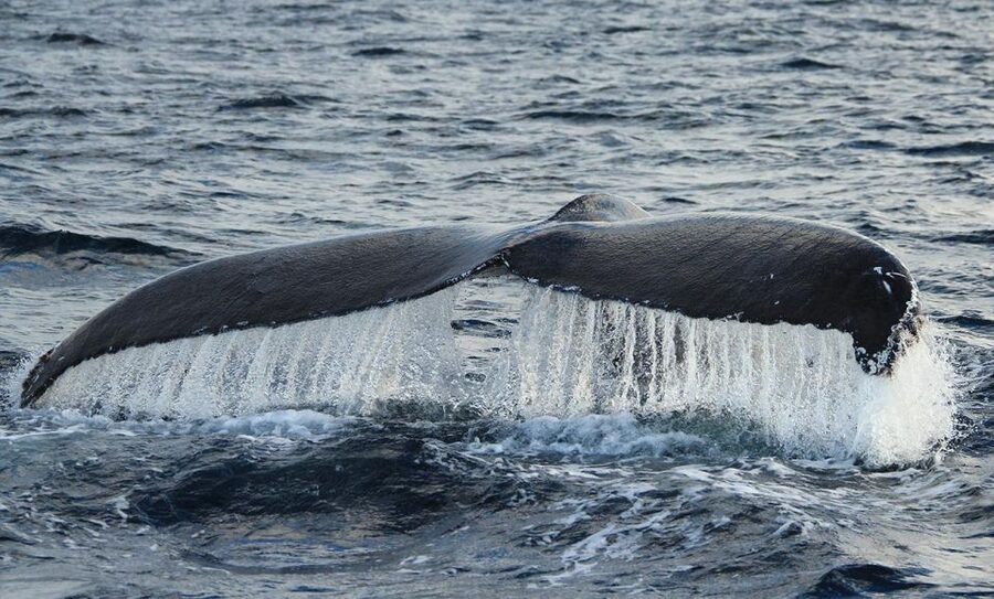 San Jose del Cabo Whale Watching - Who will enjoy this San Jose del Cabo outing?