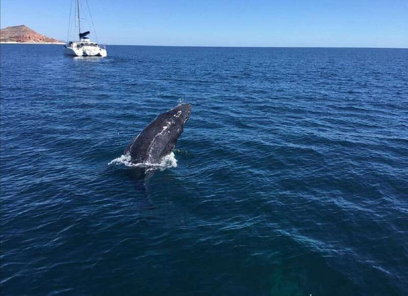 San José del Cabo: Whale Watching Experience - Setting Out from Open Water Expeditions