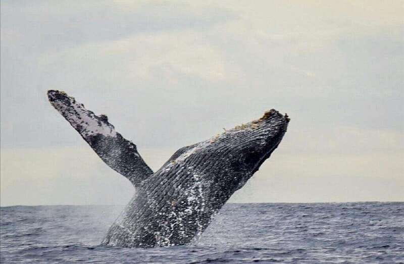 San José del Cabo: Whale Watching Experience - Should You Book the San José del Cabo Whale Watch?