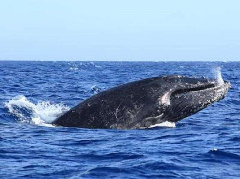San José del Cabo: Whale Watching Experience - Two Hours in Humpback Country