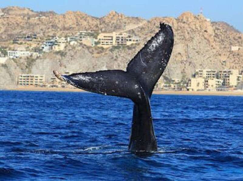 San José del Cabo: Whale Watching Experience - Guides Who Add Meaning to the Sightings