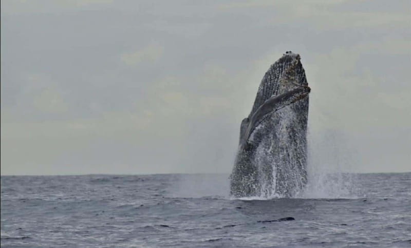 San José del Cabo: Whale Watching Experience - Why the Small Boat Matters