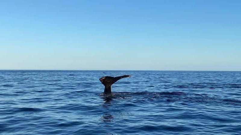 San José del Cabo: Whale Watching Experience - Who Will Enjoy This Trip Most?