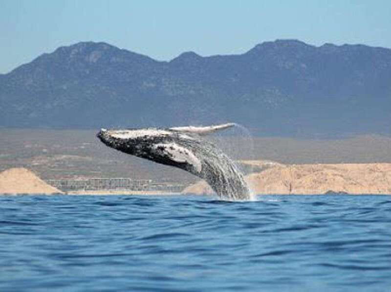 San José del Cabo: Whale Watching Experience - What You Might See Near the Boat