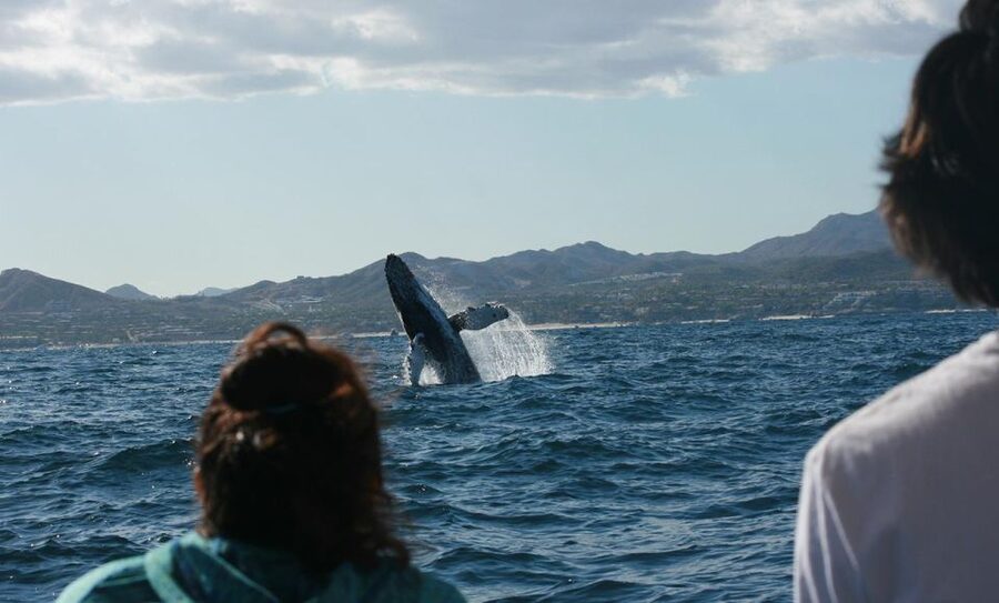 San Jose del Cabo Whale Watching - Why the small group makes a difference