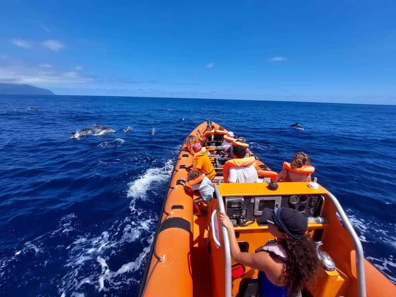 São Miguel, Azores: Whale and Dolphin Watching Tour - Key points at a glance