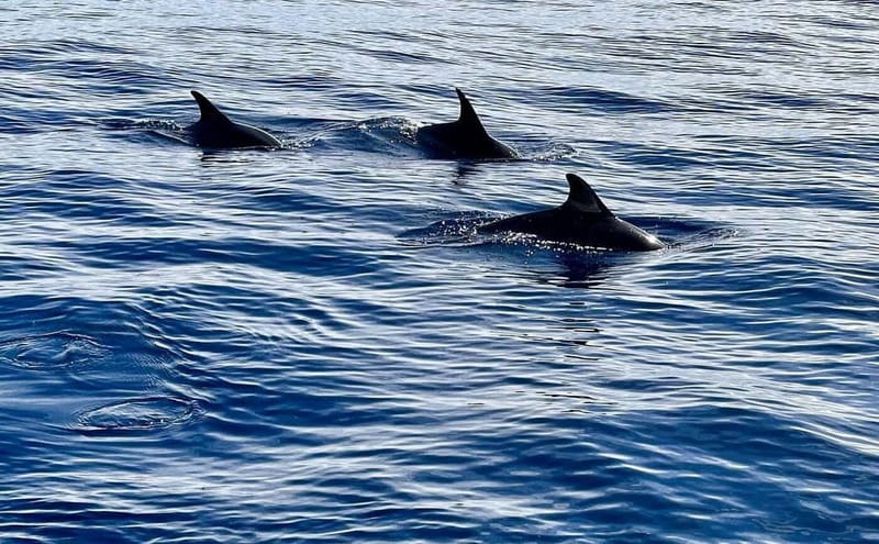 São Miguel, Azores: Whale and Dolphin Watching Tour - Why São Miguel is a serious whale-watching destination