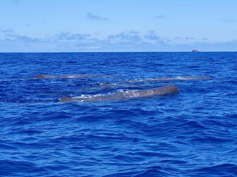 São Miguel, Azores: Whale and Dolphin Watching Tour - Catamaran or RIB: choosing the right ride