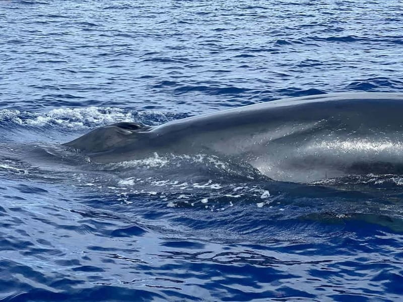 São Miguel, Azores: Whale and Dolphin Watching Tour - Meeting at the marina without confusion
