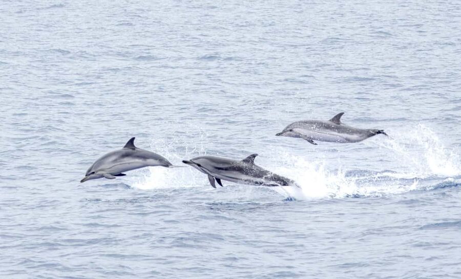 São Miguel: Whale-Watching Cruise with Marine Biologist - Key points at a glance