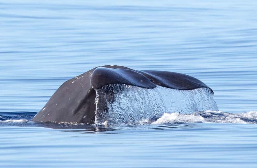 São Miguel: Whale-Watching Cruise with Marine Biologist - Why São Miguel is a fine place for whale watching