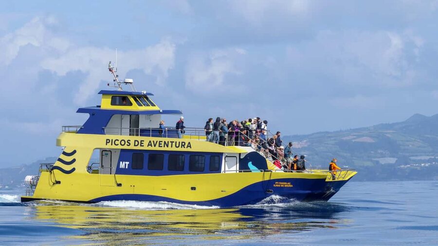 São Miguel: Whale-Watching Cruise with Marine Biologist - How the lookout system improves the search