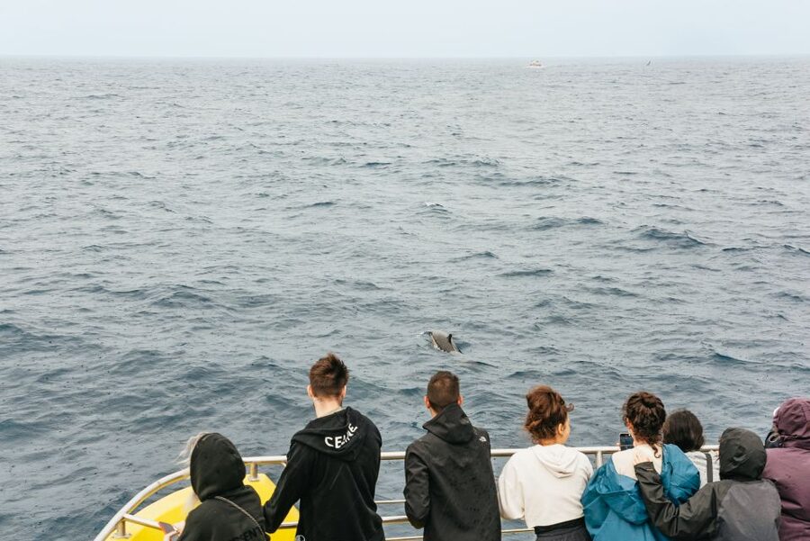 São Miguel: Whale-Watching Cruise with Marine Biologist - Two and a half hours among whales and dolphins