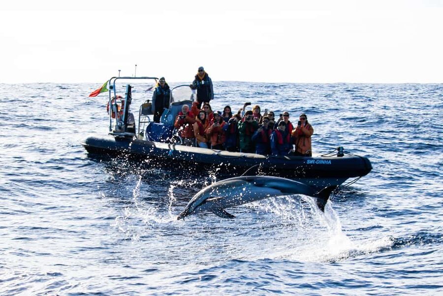 São Miguel: Whale-Watching Cruise with Marine Biologist - Choosing between a catamaran and a zodiac-style boat