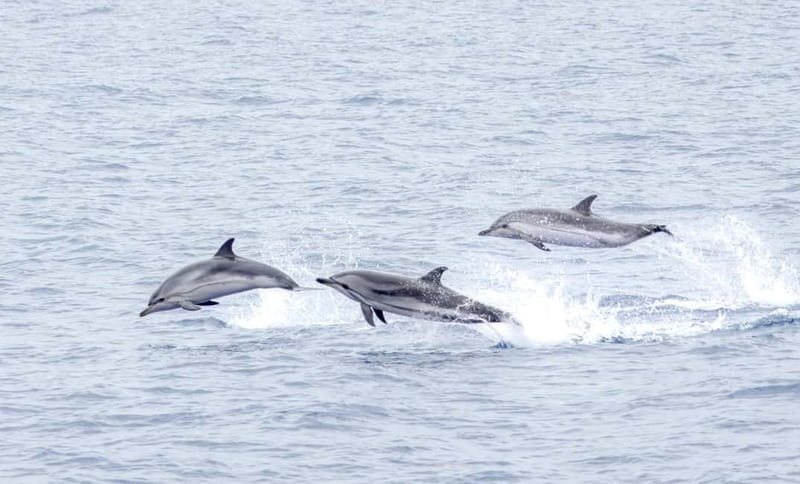 São Miguel: Whale-Watching Cruise with Marine Biologist - The coastline on the way back