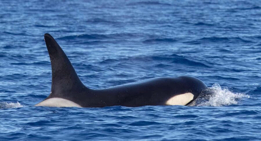 São Miguel: Whale-Watching Cruise with Marine Biologist - Is $76 a fair price?