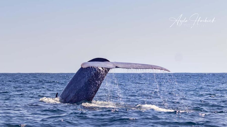 São Miguel: Whale-Watching Cruise with Marine Biologist - What to wear and how to prepare