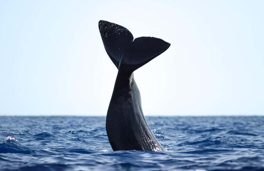 São Miguel: Whale-Watching Cruise with Marine Biologist - Meeting at Ponta Delgada Marina