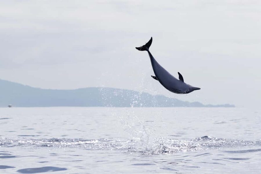 São Miguel: Whale Watching & Wild Dolphins Swimming Full-day - The boat, comfort, and sea conditions