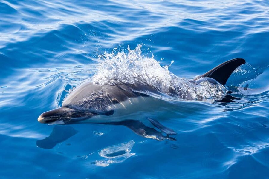 São Miguel: Whale Watching & Wild Dolphins Swimming Full-day - Booking and meeting details