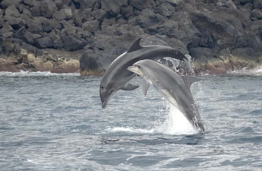 São Miguel: Whale Watching & Wild Dolphins Swimming Full-day - The marina lunch break