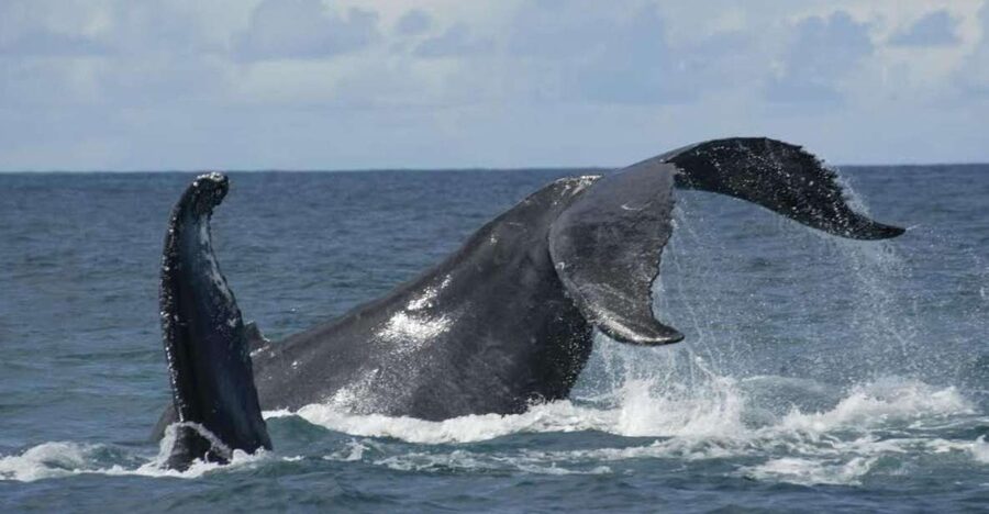 São Miguel: Whales & Volcano Full-Day Tour with Lunch - A whale search followed by a volcanic island tour