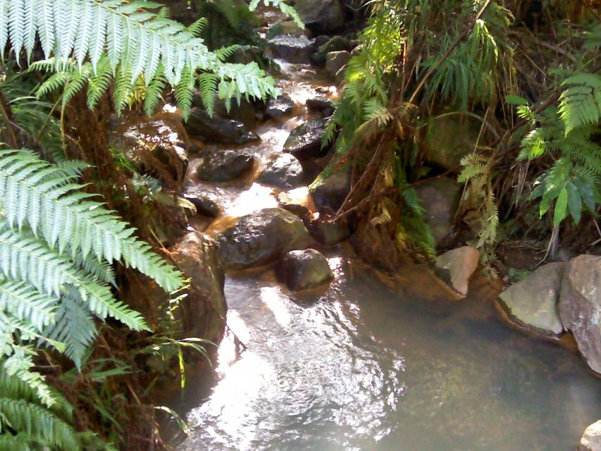 São Miguel: Whales & Volcano Full-Day Tour with Lunch - The guides can make or break the experience