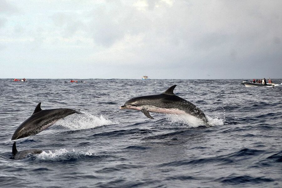 São Miguel: Whales & Volcano Full-Day Tour with Lunch - Booking and timing tips