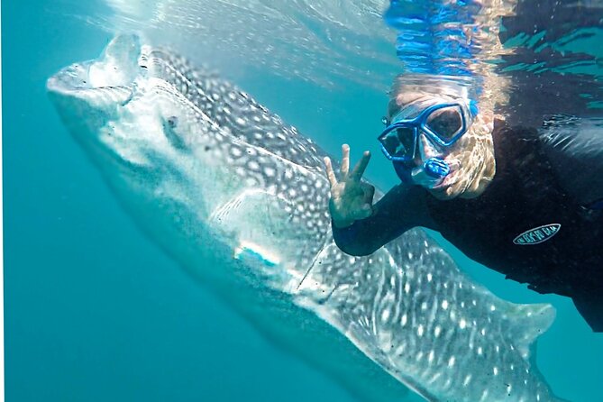Sea of Cortez Combo: Whale Sharks, Sea Lions & Balandra Beach - A second water stop at San Rafaelito