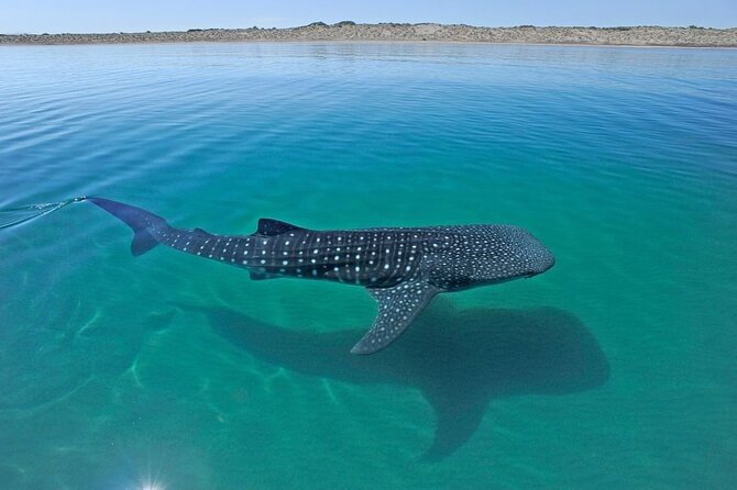 Sea of Cortez Combo: Whale Sharks, Sea Lions & Balandra Beach - What the private format adds