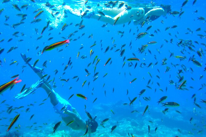 Sea of Cortez Combo: Whale Sharks, Sea Lions & Balandra Beach - Is $289 a fair price?