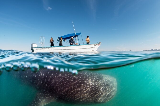 Sea of Cortez Combo: Whale Sharks, Sea Lions & Balandra Beach - Timing, weather, and what to expect