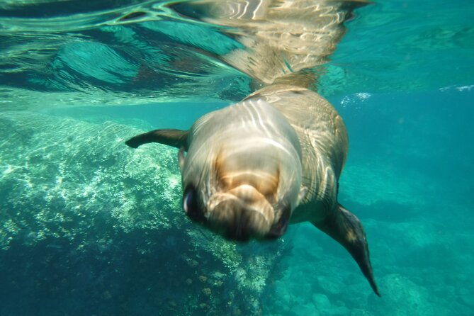 Sea of Cortez Combo: Whale Sharks, Sea Lions & Balandra Beach - Who will enjoy this most?