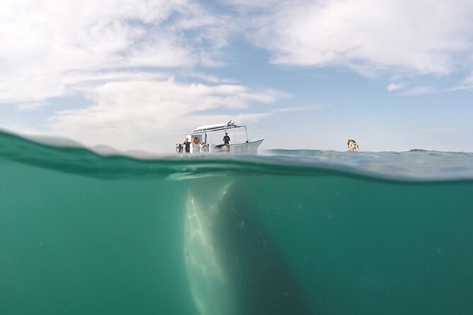 Sea of Cortez Combo: Whale Sharks, Sea Lions & Balandra Beach - Should you book the Sea of Cortez Combo?