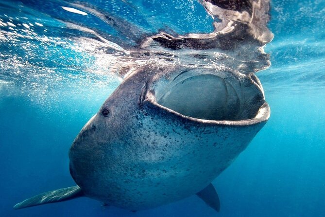 Sea of Cortez Combo: Whale Sharks, Sea Lions & Balandra Beach - Balandra Beach gives the day a soft landing