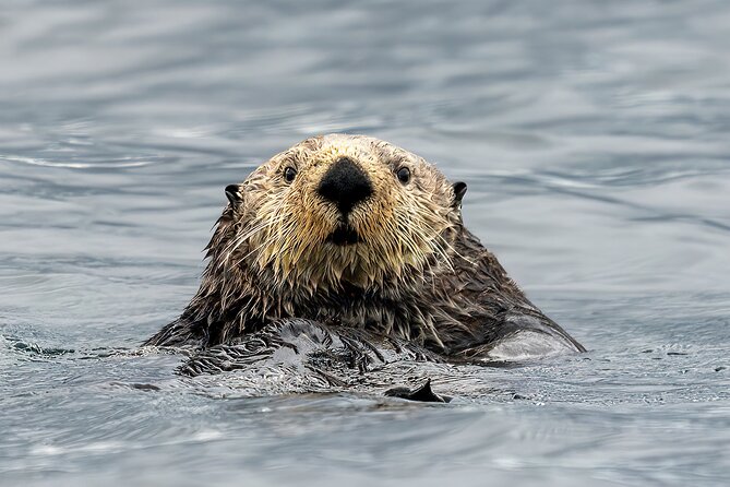 Sea Otter and Whale Watching Tour on Northern Vancouver Island - Port Hardy is your gateway to open water