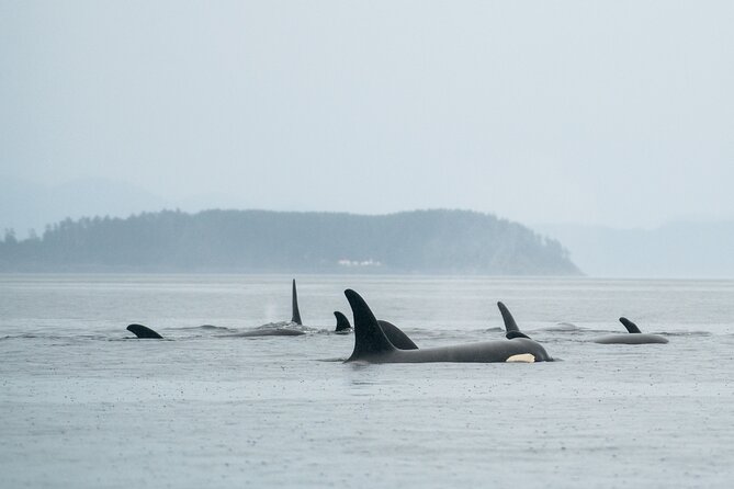 Sea Otter and Whale Watching Tour on Northern Vancouver Island - Through God’s Pocket Marine Provincial Park