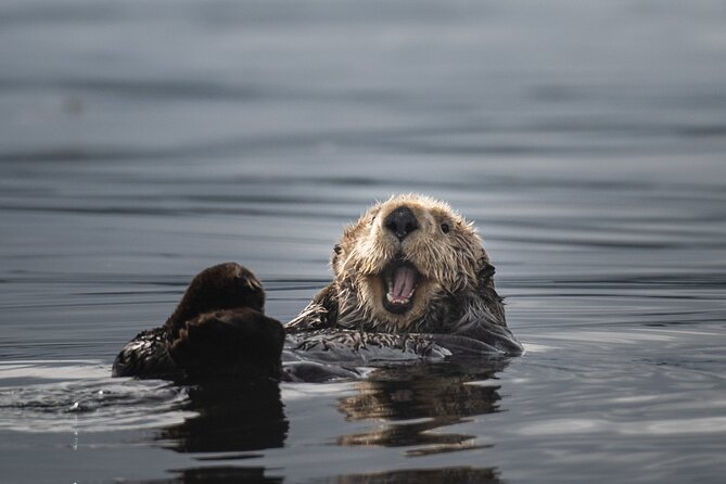 Sea Otter and Whale Watching Tour on Northern Vancouver Island - What wildlife watching feels like here