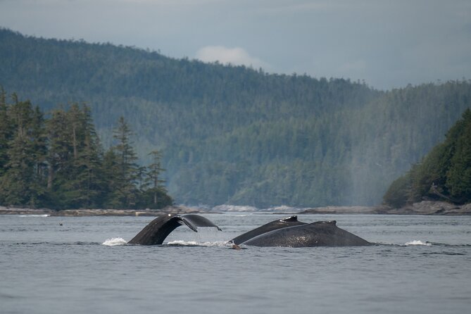 Sea Otter and Whale Watching Tour on Northern Vancouver Island - Who will enjoy this Port Hardy outing