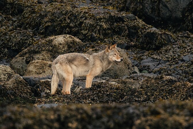 Sea Otter and Whale Watching Tour on Northern Vancouver Island - Is this northern Vancouver Island tour worth booking?
