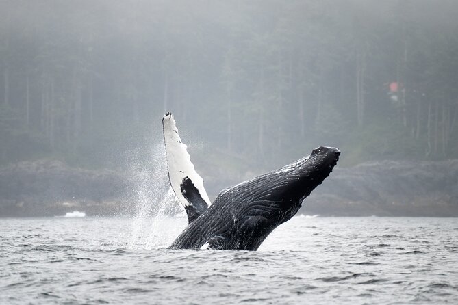 Sea Otter and Whale Watching Tour on Northern Vancouver Island - Queen Charlotte Strait is the main search area