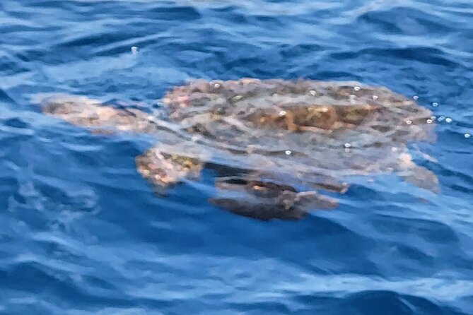 SEA SAFARI Dolphins, Whales, 3h speedboat DISCOVERY-TOUR - Who will enjoy this trip most