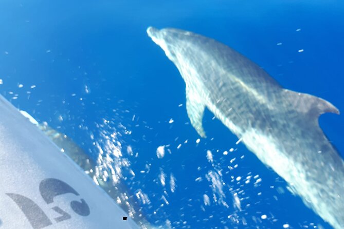 SEA SAFARI, Dolphins, Whales, snorkeling, snack and drink, 2 h speedboat - Swimming and snorkeling during the trip