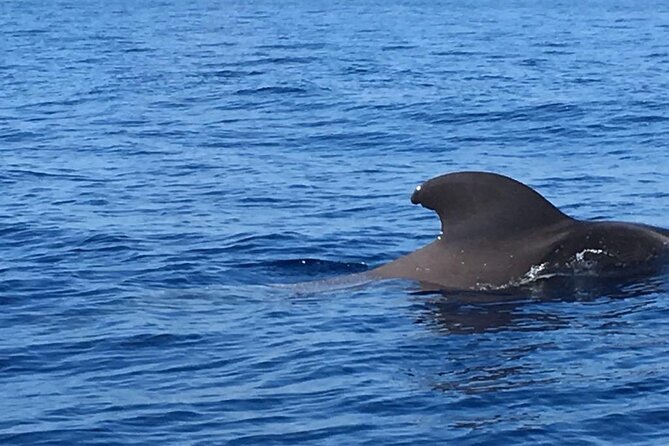 SEA SAFARI, Dolphins, Whales, snorkeling, snack and drink, 2 h speedboat - Watching whales and dolphins in the Atlantic