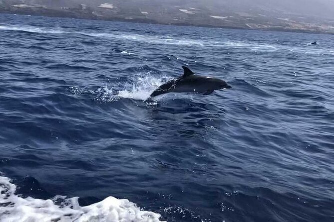 SEA SAFARI Dolphins,Whales, snorkeling, snack, drink, 3h private - The return ride, snacks, and a little speed
